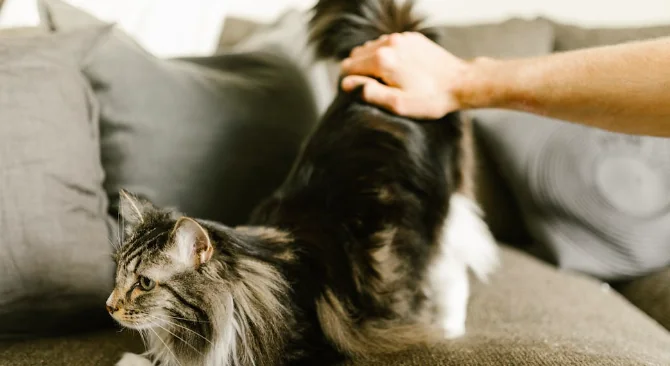 Il gatto alza il fondoschiena quando viene accarezzato